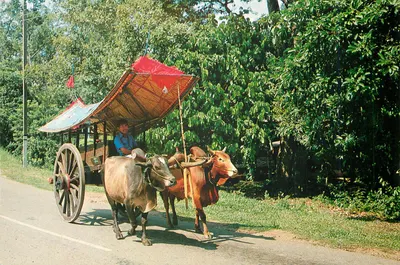 Carrinho de Bullock — Kuala Lumpur — Oriental Pearl Sdn. Bhd.