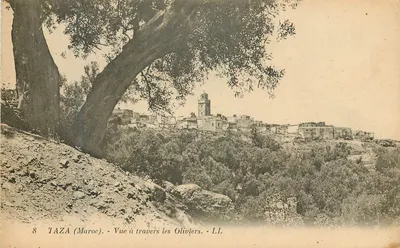 Taza (Marrocos) — Vista através dos Oliveiros — LL, n°8