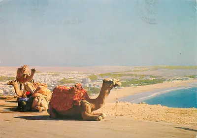 Camel - Agadir - Casa-images