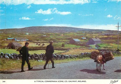Bilhete postal moderno Uma cena típica de Connemara, Co. Galway, Irlanda, Um jumento