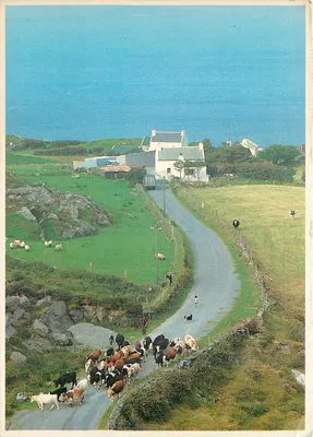 Vacas e ovelhas em uma estrada costeira — Oeste de Cork — Irlanda Pessoas & Lugares, série 88