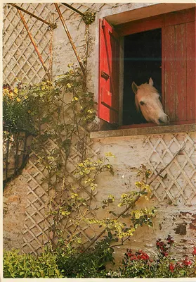 Cavalo olhando por uma janela vermelha — Irlanda — Editor Ireland people & places, n°97