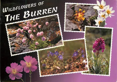 Flores selvagens do Burren — John Hinde Ltd. — n°2/610