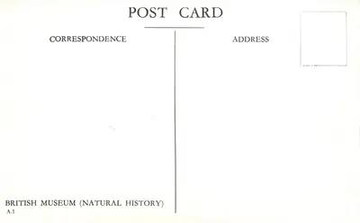 British Museum (Natural History) — vista externa — British Museum (Natural History) A.1 — Verso
