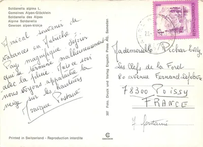 Soldanelle alpina — Samedan, Alpes — Foto, Druck und Verlag Engadin Press AG, n°307 — Verso
