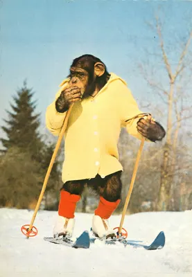 Chimpanzé em traje de esqui — editor Cepmak, n° A-8630