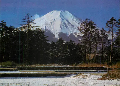Monte Fuji — Floresta de pinheiros nevada — Fukuda Card Co.