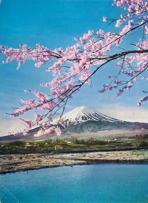 Monte Fuji e flores de cerejeira — vista do lago Kawaguchi, parque nacional Fuji-Hakone-Izu — editor Ohtsui Shoten Co., Ltd., n°86