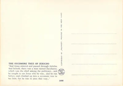 Drzewo sykomorowe w Jerychocie — Jerycho — wydawca PALPHOT, nr 3080 — Rewers