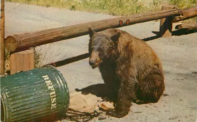 Urso no Parque Nacional Yellowstone — editor Mike Roberts, n° 08196