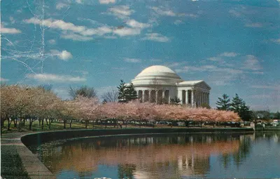 Monument Jefferson — vue avec cerisiers en fleurs — Lithograph Co., Inc., Arlington, Virginia, n° PE-24