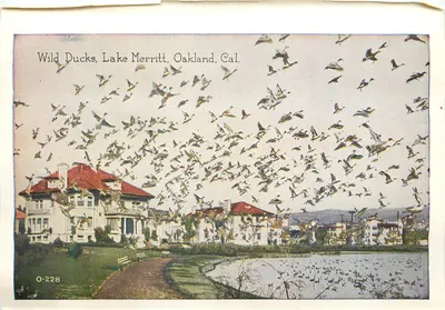 Patos Selvagens, Lago Merritt, Oakland, Cal. — O-228