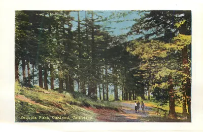 Parque Sequoia, Oakland, Califórnia — vista da floresta — editor O-181