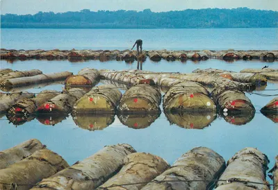 Atividade em uma floresta — Gabon — Editora Tropie Photo, série A 192 G