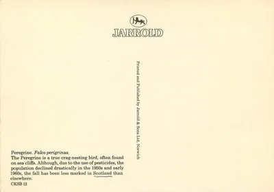 Falcão peregrino — Falco peregrinus — JARROLD & SONS LTD, NORWICH, n° CKSB 12 — Verso