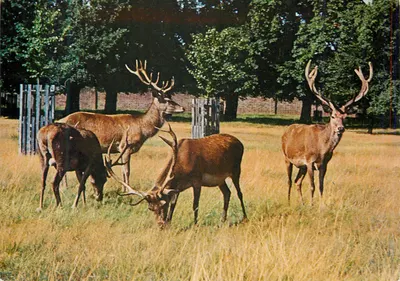 Richmond Park, Surrey — Cerfs vermelhos machos pastando — Ministry of Public Building and Works, 1970