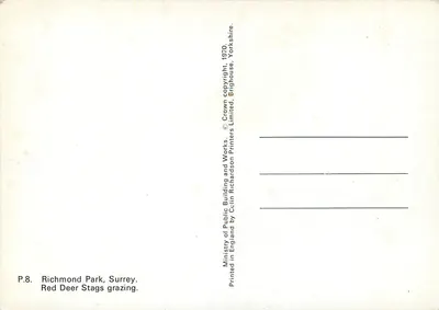 Richmond Park, Surrey — Cerfs vermelhos machos pastando — Ministry of Public Building and Works, 1970 — Verso