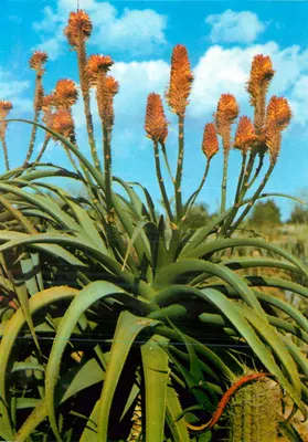 Aloe florescente — Jardim botânico tropical "Pinya de Rosa" — Blanes, Girona, Espanha