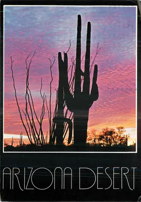 Deserto do Arizona — Silhueta de cacto saguaro ao pôr do sol — Petley Studios, n°671