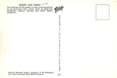 Coelho do deserto — Arizona, USA — Pebley Studios, Inc. JR-1 — Verso