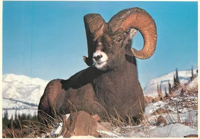 Carneiro bighorn — Montanhas Rochosas — Triangle Color Graphics