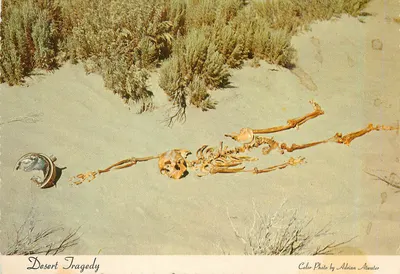 Esqueleto no deserto — Tragédia do deserto — Foto colorida por Adrian Atwater