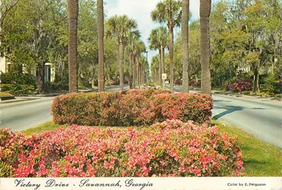 Victory Drive - Savannah, Georgia — Color by E. Ferguson