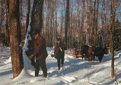Zbieranie syropu z klonu — SUTTON, Maine — Wyd. przez EASTERN ILLUSTRATING