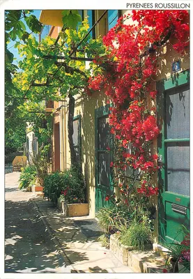 Bougainvillée florescente em uma rua — Pirineus Rossilon — Objectif Sud, série C 37