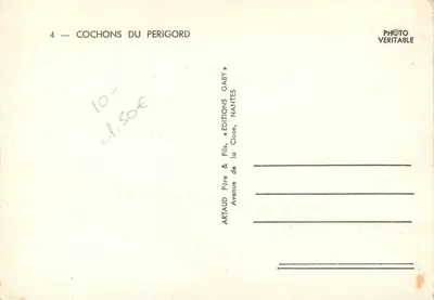 Cerdos del Périgord — El hombre se cree listo; pero para buscar trufas, no vale ni el último de los cerdos!! — Gaby — Reverso