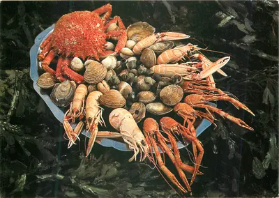 Os frutos do mar — Éditions L.D. — n° E.558