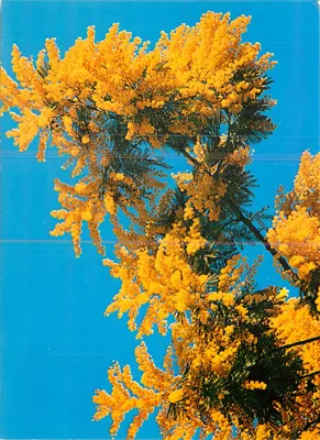 Buquê de Mimosa — episódio n°8 — Les Editions Berthe
