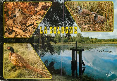 A Sologne — paisagem e pássaros — Éditions Valoire