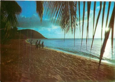 Praia de Deshaies — vista sob as palmeiras — Éditions François Guadeloupe, n°016
