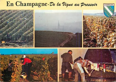 Na Champagne — Da Videira ao Preseiro — SODALFA, n° 16