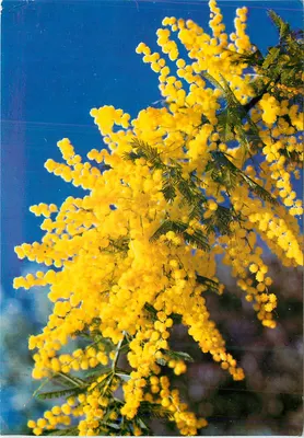 Flora mediterrânea — Mimosa — Éditions S.E.P.T. n°85/43