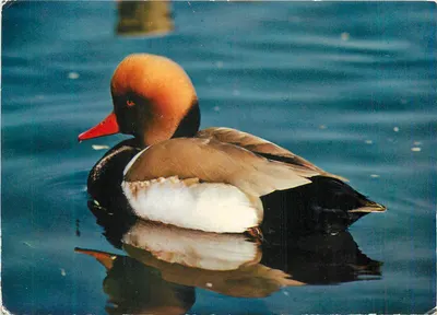 Pato-vermelho (Macho) — Parque Ornitológico Departamental da Dombes — editor Combiérier, n° 01.443