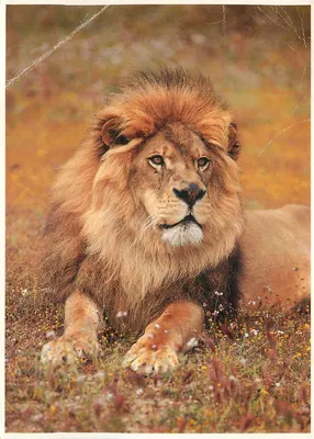 CPM Lion