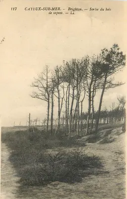CAYEUX-SUR-MER — Brighton — Saída do bosque de pinheiros — LI n°117