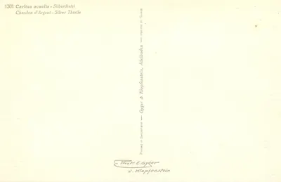 Zwei Blüten von Carlina acaulis — Silberdistel — Verleger Thoh & Gyger, Adelboden — Rückseite
