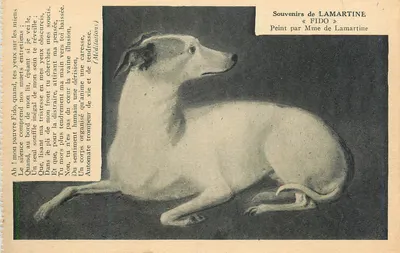 Souvenirs de Lamartine — « Fido » — Pintado por Mme de Lamartine