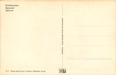 Esquilo cinzento — nevado — Foto und Verlag A. Benker, Papeterie, Arosa — Verso