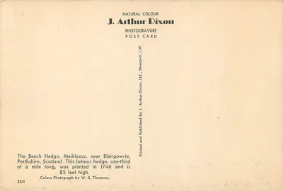 Hedge de Meikleour — Perthshire, Szkocja — J. Arthur Dixon, n°3511 — Rewers