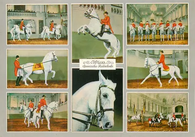 Viena — Escola de equitação espanhola — PAG, n° 46156