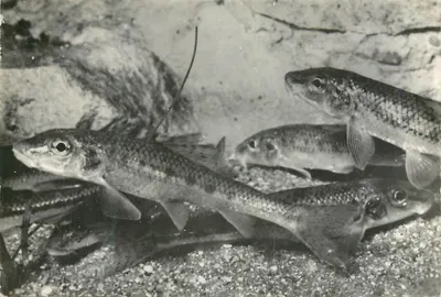 Gobio gobio - peixe-palhaço — cyprinidés — editor Roland-Marie-San, n°16P