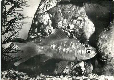 Peixe vermelho — carassius auratus — Roland-Marie SA