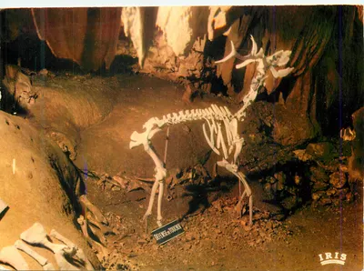 Esqueleto de cervo na caverna Marzal — Caverna Marzal, Ardèche — editor LUMICAP