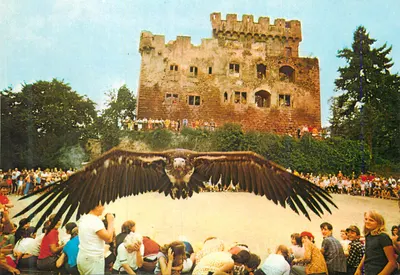 Vautour em voo — Voleria dos Falcões — Edições MAGE