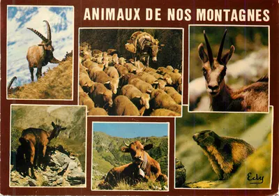Animais das nossas montanhas — Editor Echy, série ilustrada