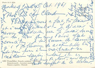 Accenteur moucheté — Prunella modularis — Foto R.P. Bille — Rewers